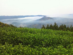 111201002 雲海の上に浮かぶ天空の茶園