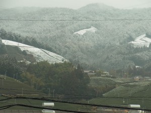 雪の茶畑