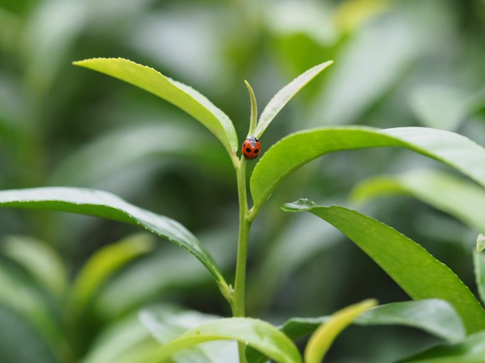 【京都おぶぶ茶苑】秋の茶摘体験